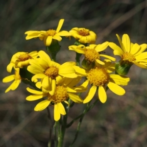 Senecio pinnatifolius var. alpinus at Cotter River, ACT - 10 Dec 2015 10:40 AM