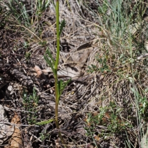 Senecio pinnatifolius var. alpinus at Cotter River, ACT - 10 Dec 2015 10:40 AM