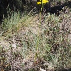 Senecio pinnatifolius var. alpinus at Cotter River, ACT - 10 Dec 2015 10:40 AM