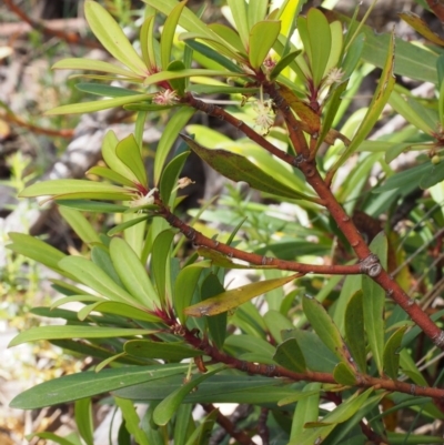 Tasmannia lanceolata (Mountain Pepper) at Cotter River, ACT - 9 Dec 2015 by KenT