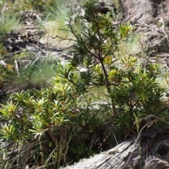 Tasmannia lanceolata at Cotter River, ACT - 10 Dec 2015 10:05 AM