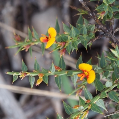Daviesia ulicifolia subsp. ruscifolia (Broad-leaved Gorse Bitter Pea) at Cotter River, ACT - 9 Dec 2015 by KenT