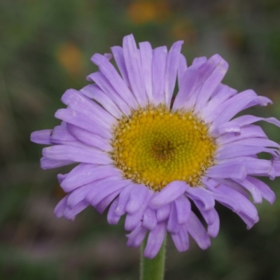 Brachyscome spathulata (Coarse Daisy, Spoon-leaved Daisy) at Cotter River, ACT - 9 Dec 2015 by KenT