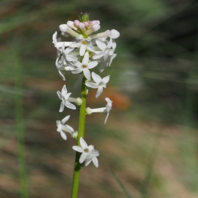 Stackhousia monogyna (Creamy Candles) at Cotter River, ACT - 9 Dec 2015 by KenT