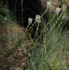 Stackhousia monogyna at Cotter River, ACT - 10 Dec 2015