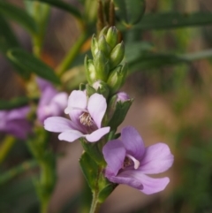 Euphrasia collina subsp. paludosa at Cotter River, ACT - 10 Dec 2015 by KenT