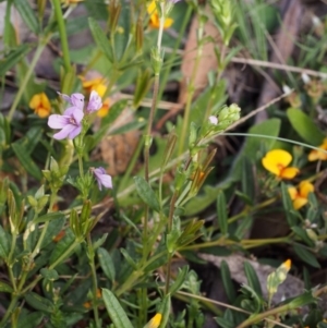 Euphrasia collina subsp. paludosa at Cotter River, ACT - 10 Dec 2015