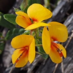 Podolobium alpestre (Shaggy Alpine Pea) at Cotter River, ACT - 9 Dec 2015 by KenT