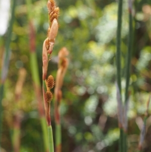 Baloskion australe at Cotter River, ACT - 10 Dec 2015