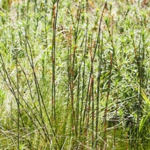 Baloskion australe at Cotter River, ACT - 10 Dec 2015