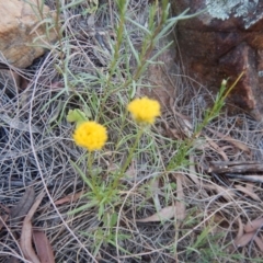 Rutidosis leptorhynchoides (Button Wrinklewort) at Red Hill, ACT - 28 Dec 2015 by MichaelMulvaney