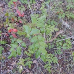 Berberis aquifolium (Oregon Grape) at Red Hill, ACT - 28 Dec 2015 by MichaelMulvaney