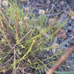 Calotis lappulacea (Yellow Burr Daisy) at Red Hill, ACT - 28 Dec 2015 by MichaelMulvaney