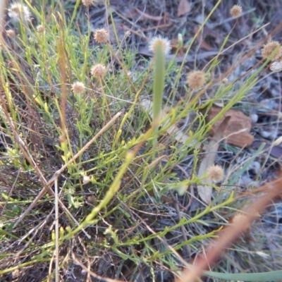 Calotis lappulacea (Yellow Burr Daisy) at Red Hill, ACT - 28 Dec 2015 by MichaelMulvaney