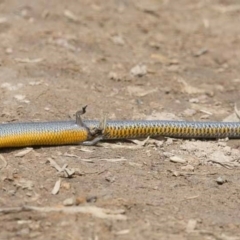 Hemiergis talbingoensis (Three-toed Skink) at Dunlop, ACT - 28 Dec 2015 by ConBoekel