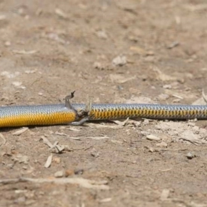 Hemiergis talbingoensis at Dunlop, ACT - 28 Dec 2015