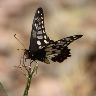 Papilio anactus (Dainty Swallowtail) at Majura, ACT - 22 Dec 2015 by SuziBond