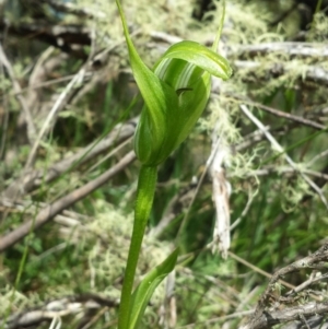 Pterostylis monticola at Paddys River, ACT - suppressed