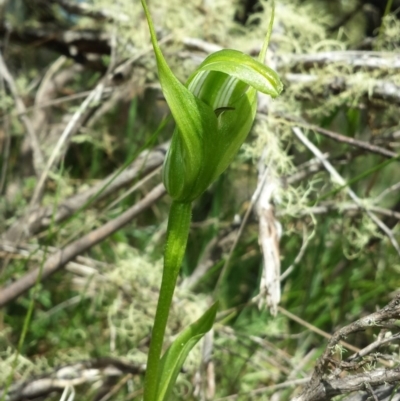 Pterostylis monticola (Large Mountain Greenhood) at Paddys River, ACT - 30 Dec 2015 by MattM