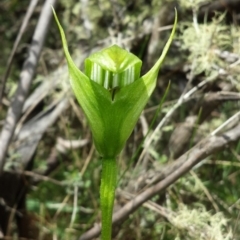 Pterostylis monticola at Paddys River, ACT - suppressed