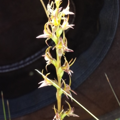 Paraprasophyllum canaliculatum (Summer Leek Orchid) at Paddys River, ACT by MattM