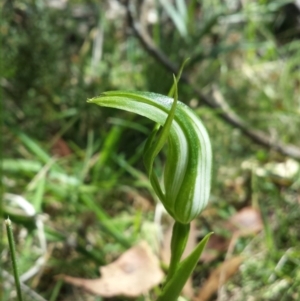 Pterostylis monticola at Paddys River, ACT - suppressed