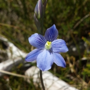 Thelymitra cyanea at Paddys River, ACT - suppressed