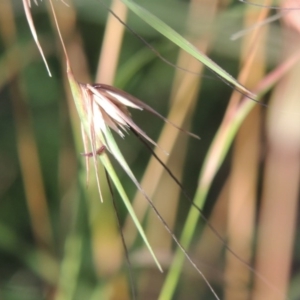 Themeda triandra at Tharwa, ACT - 10 Jan 2014 08:11 AM