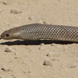 Pseudonaja textilis at Uriarra, ACT - 30 Dec 2015 12:00 AM