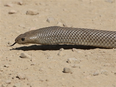 Pseudonaja textilis (Eastern Brown Snake) at Uriarra, ACT - 29 Dec 2015 by SuziBond