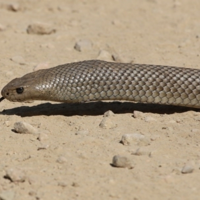 Pseudonaja textilis (Eastern Brown Snake) at Uriarra, ACT - 29 Dec 2015 by SuziBond