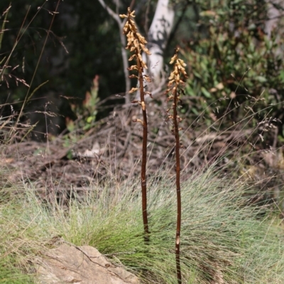 Gastrodia procera (Tall Potato Orchid) at Uriarra, ACT - 30 Dec 2015 by SuziBond