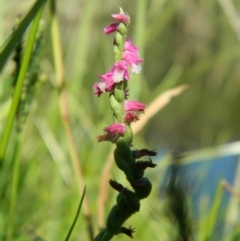 Spiranthes australis (Austral Ladies Tresses) at Fadden, ACT - 30 Dec 2015 by RyuCallaway