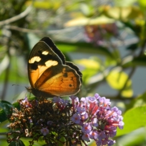 Heteronympha merope at Fadden, ACT - 31 Dec 2015