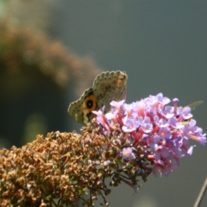 Junonia villida at Fadden, ACT - 31 Dec 2015