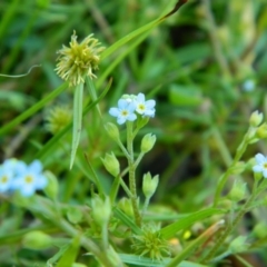 Myosotis laxa subsp. caespitosa (Water Forget-me-not) at Fadden, ACT - 30 Dec 2015 by RyuCallaway