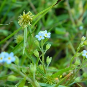 Myosotis laxa subsp. caespitosa at Fadden, ACT - 31 Dec 2015