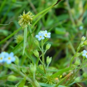 Myosotis laxa subsp. caespitosa at Fadden, ACT - 31 Dec 2015 09:32 AM