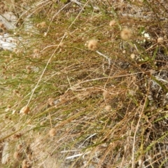 Calotis lappulacea (Yellow Burr Daisy) at Stony Creek - 31 Dec 2015 by MichaelMulvaney