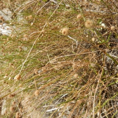 Calotis lappulacea (Yellow Burr Daisy) at Stony Creek - 31 Dec 2015 by MichaelMulvaney