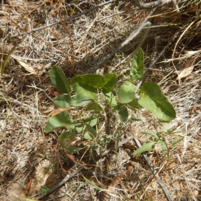 Oxytes brachypoda (Large Tick-trefoil) at Stromlo, ACT - 31 Dec 2015 by MichaelMulvaney