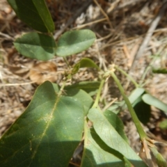 Oxytes brachypoda at Stromlo, ACT - 31 Dec 2015