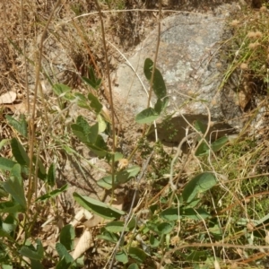 Oxytes brachypoda at Stromlo, ACT - 31 Dec 2015