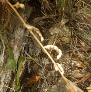 Oxytes brachypoda at Stromlo, ACT - 31 Dec 2015 12:02 PM