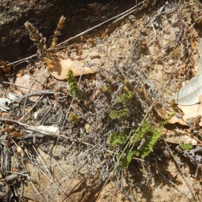 Cheilanthes distans (Bristly Cloak Fern) at Stony Creek - 31 Dec 2015 by MichaelMulvaney