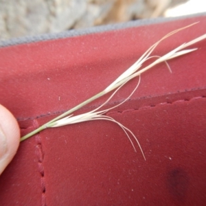 Anthosachne scabra at Stromlo, ACT - 31 Dec 2015