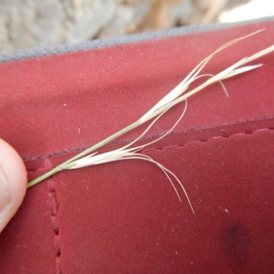 Anthosachne scabra (Common Wheat-grass) at Stromlo, ACT - 31 Dec 2015 by MichaelMulvaney