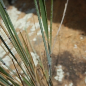 Anthosachne scabra at Stromlo, ACT - 31 Dec 2015