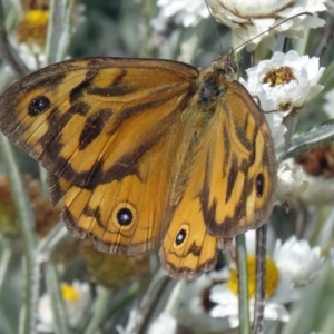 Heteronympha merope at Molonglo Valley, ACT - 17 Dec 2015