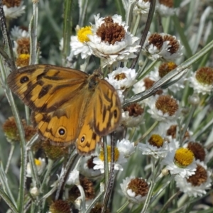 Heteronympha merope at Molonglo Valley, ACT - 17 Dec 2015